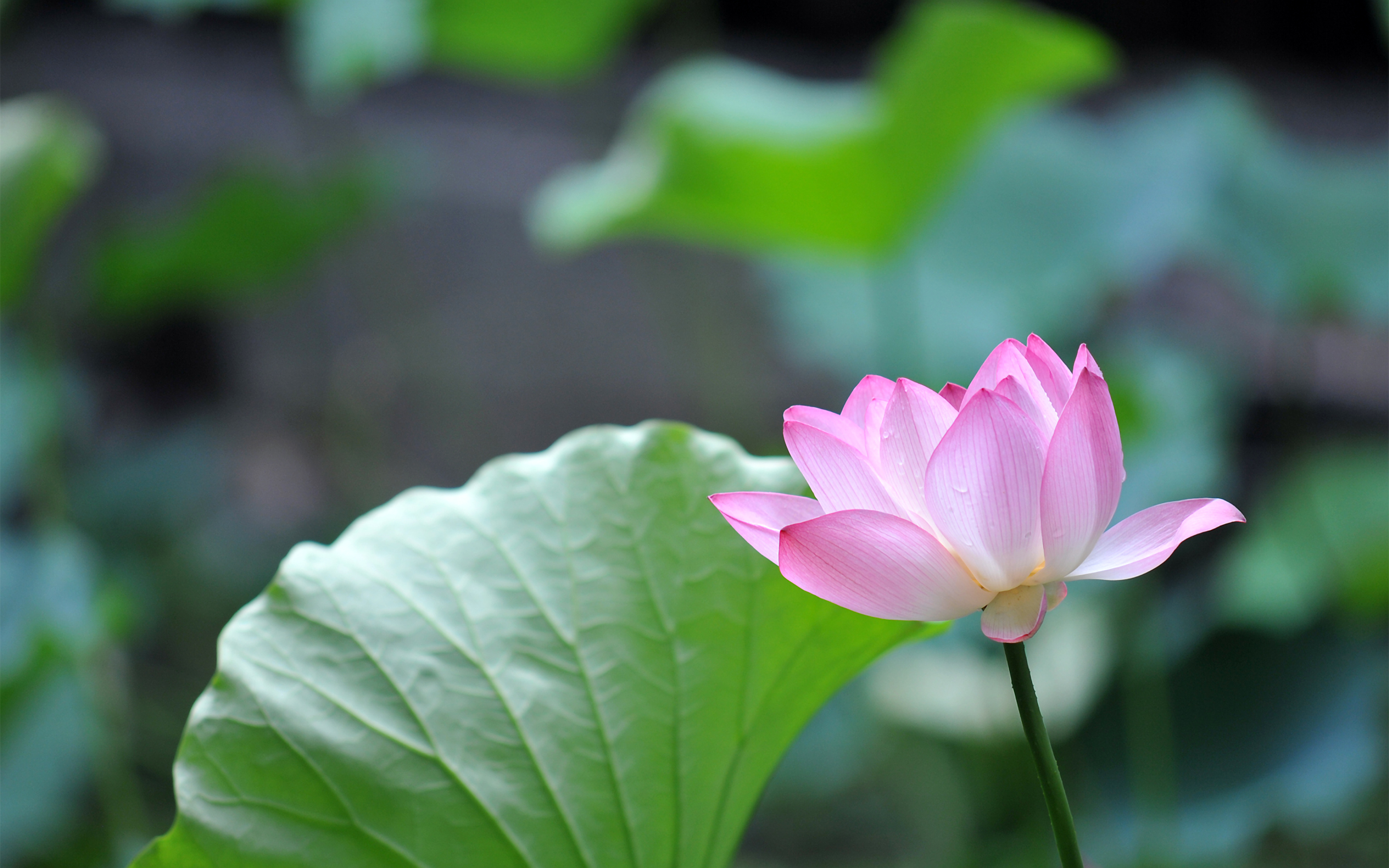 资源之家（4K风景壁纸） (1).jpg
