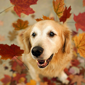 数据库的reset master和reset slave